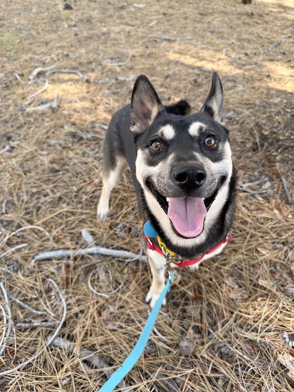 Enlarge Tostito, an adopted Mixed Breed in Truckee, CA image 1/6