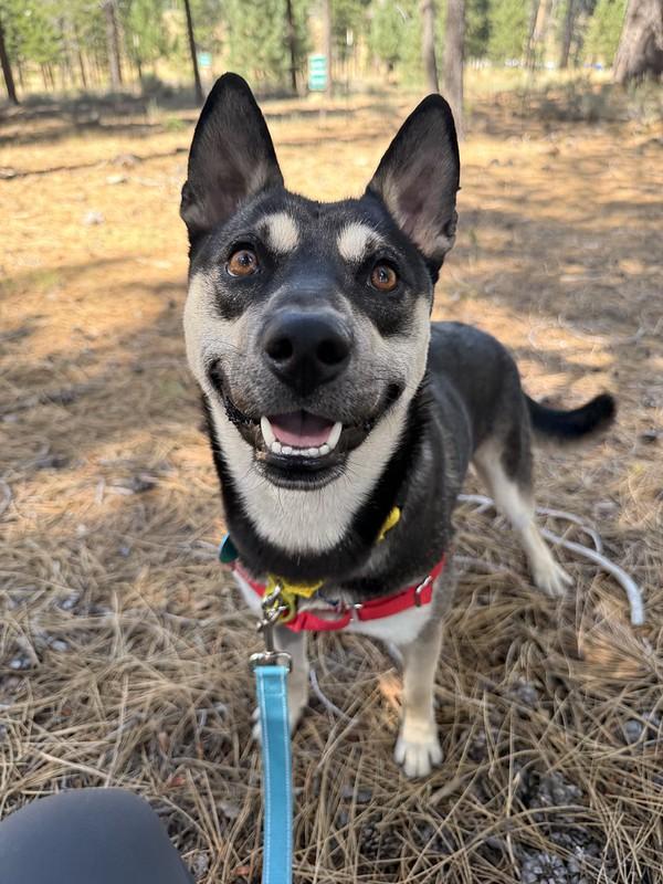 Enlarge Tostito, an adopted Mixed Breed in Truckee, CA image 2/6