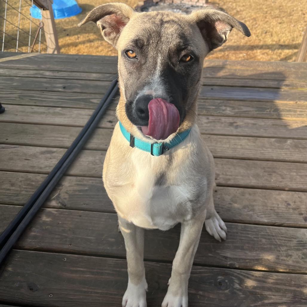 Enlarge Levi (Hercules), a Adoptable mixed breed in Cartersville, GA image 1/6