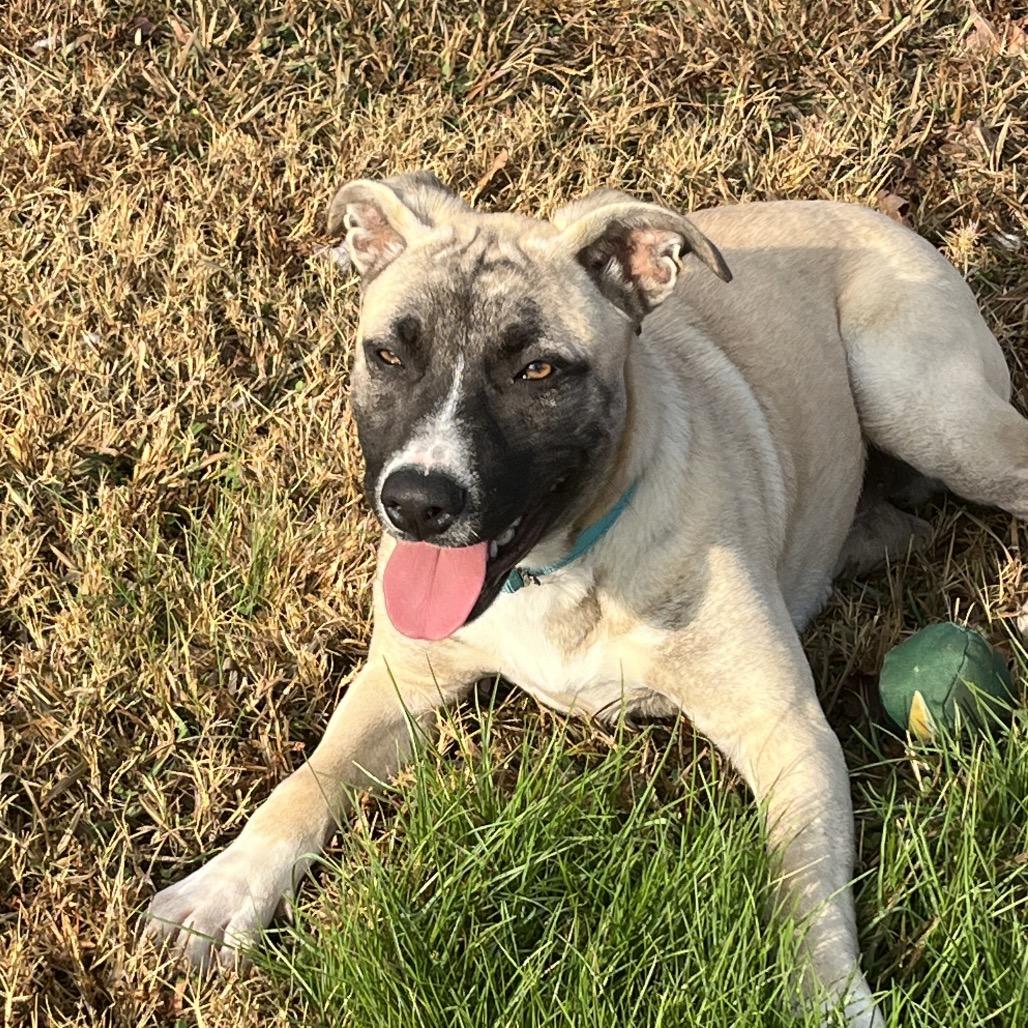 Enlarge Levi (Hercules), a Adoptable mixed breed in Cartersville, GA image 2/6