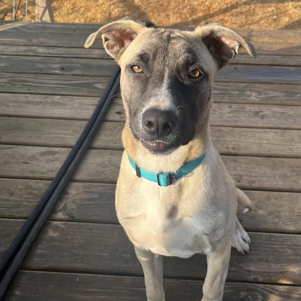 Enlarge Levi (Hercules), a Adoptable mixed breed in Cartersville, GA image 3/6