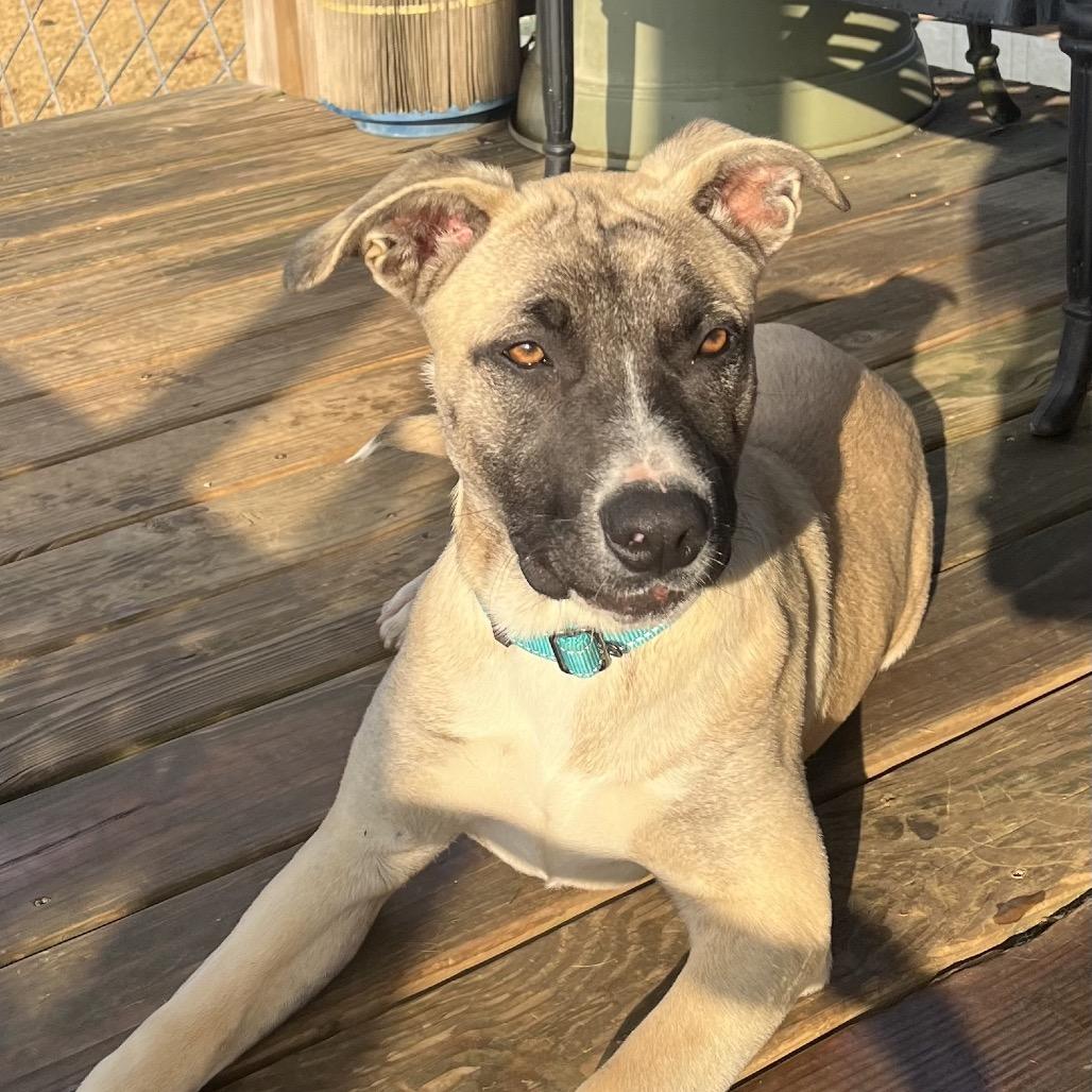 Enlarge Levi (Hercules), a Adoptable mixed breed in Cartersville, GA image 4/6