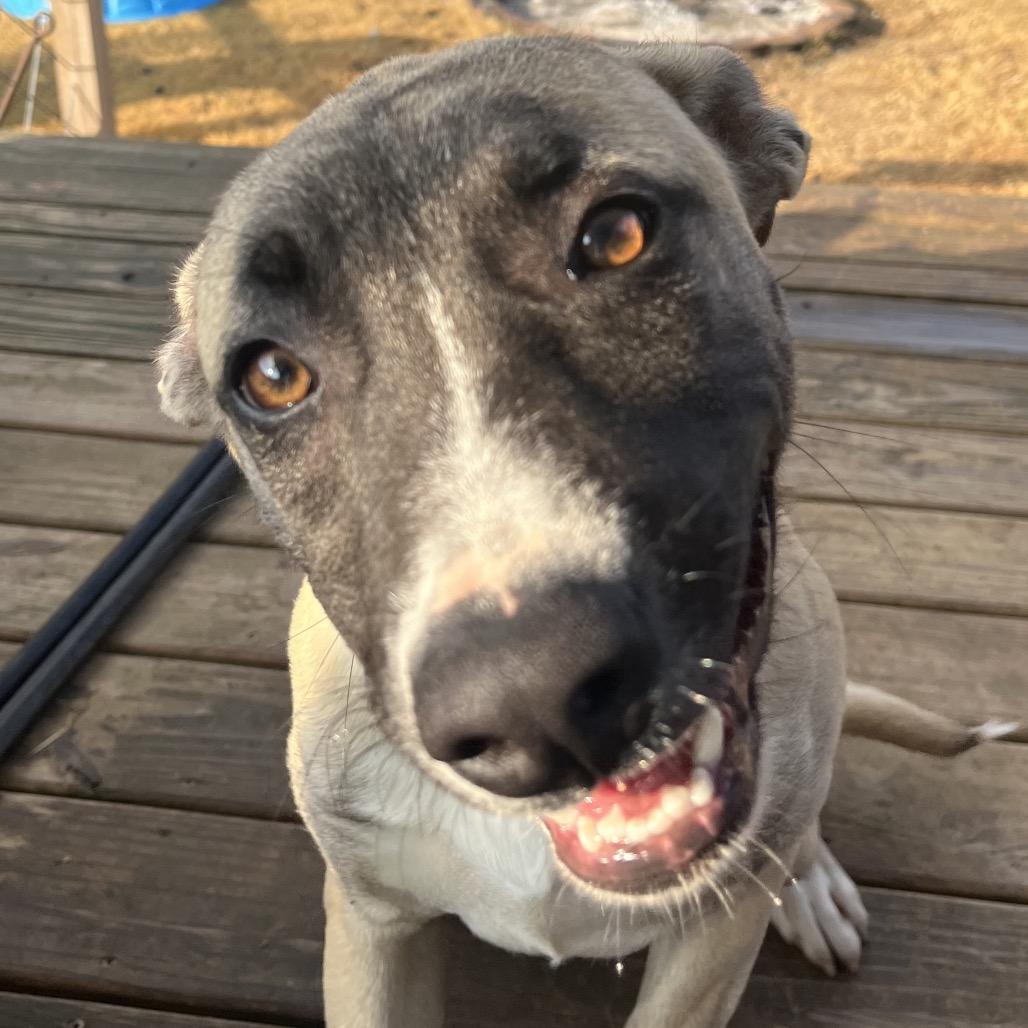 Enlarge Levi (Hercules), a Adoptable mixed breed in Cartersville, GA image 5/6