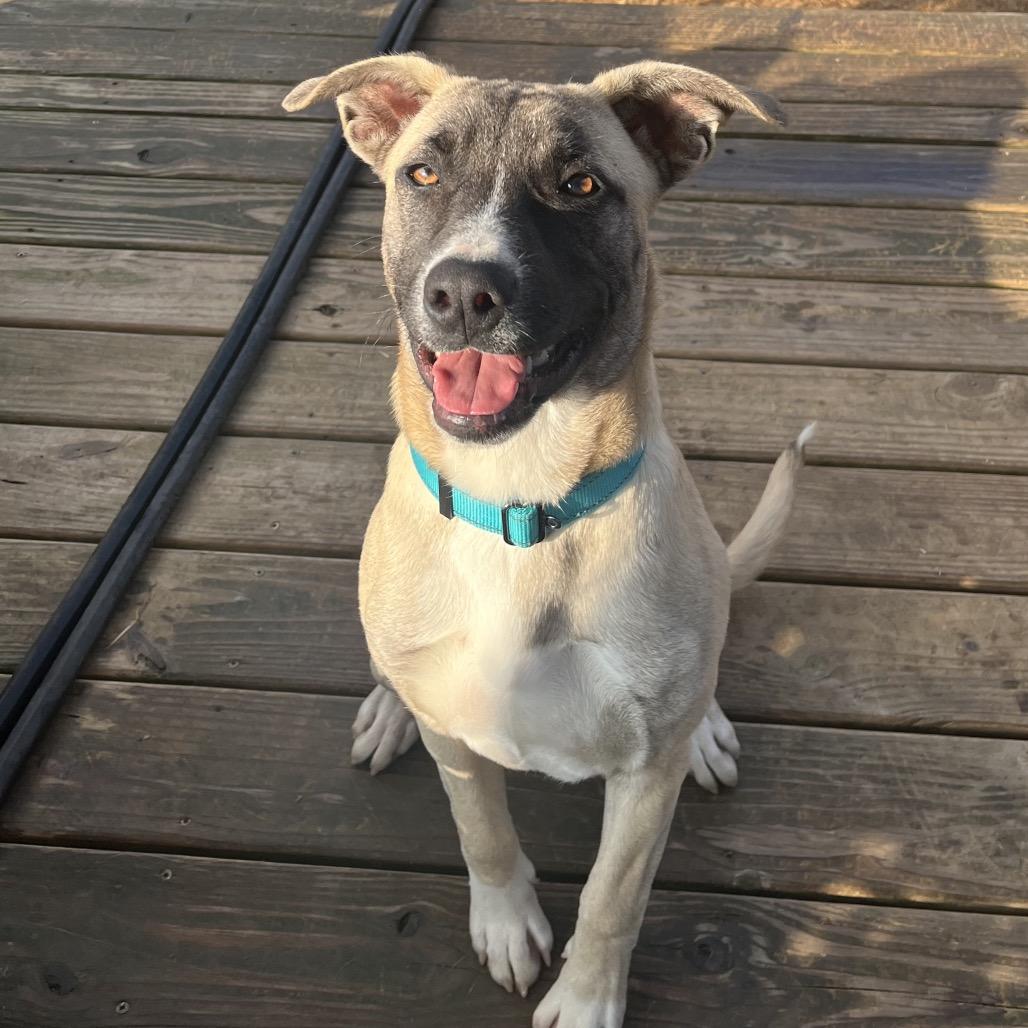 Enlarge Levi (Hercules), a Adoptable mixed breed in Cartersville, GA image 6/6