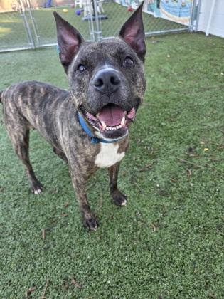 Enlarge Wishbone, a Adoptable mixed breed in Savannah, GA image 1/3