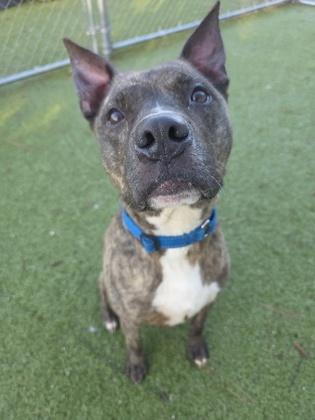 Enlarge Wishbone, a Adoptable mixed breed in Savannah, GA image 2/3