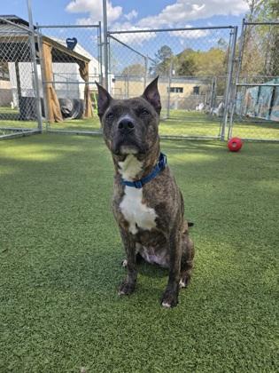 Enlarge Wishbone, a Adoptable mixed breed in Savannah, GA image 3/3