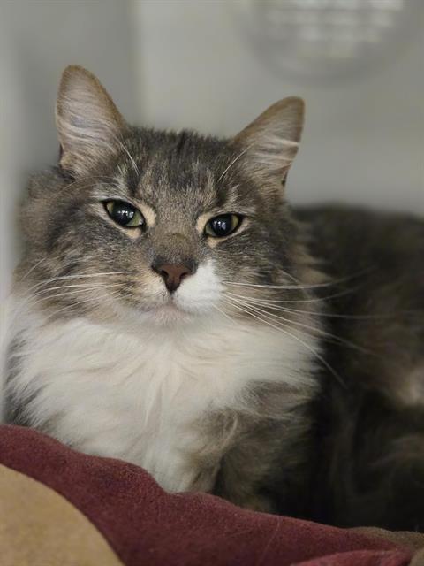 Enlarge CEARNABHALL, a Adoptable Domestic Long Hair in Kent, WA image 1/1