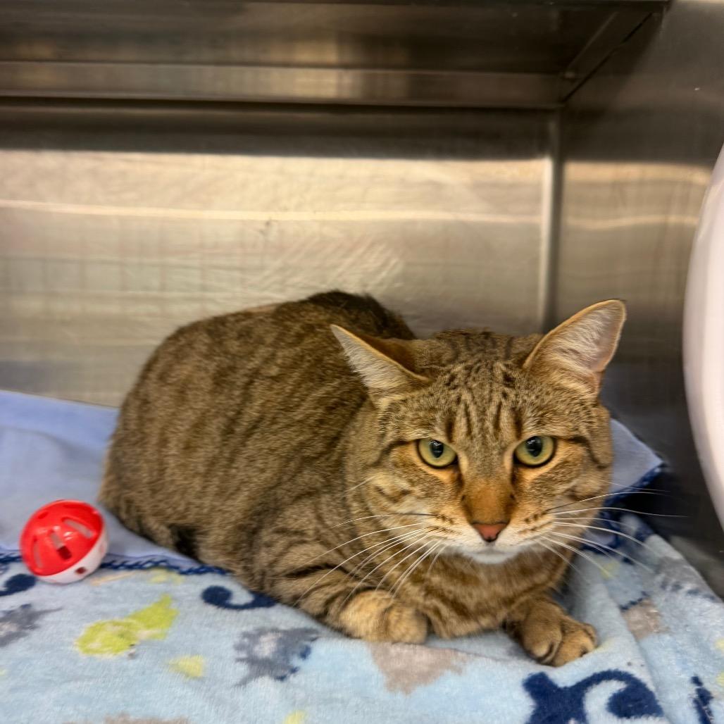 Daisy, Adoptable, Adult Female Domestic Short Hair.