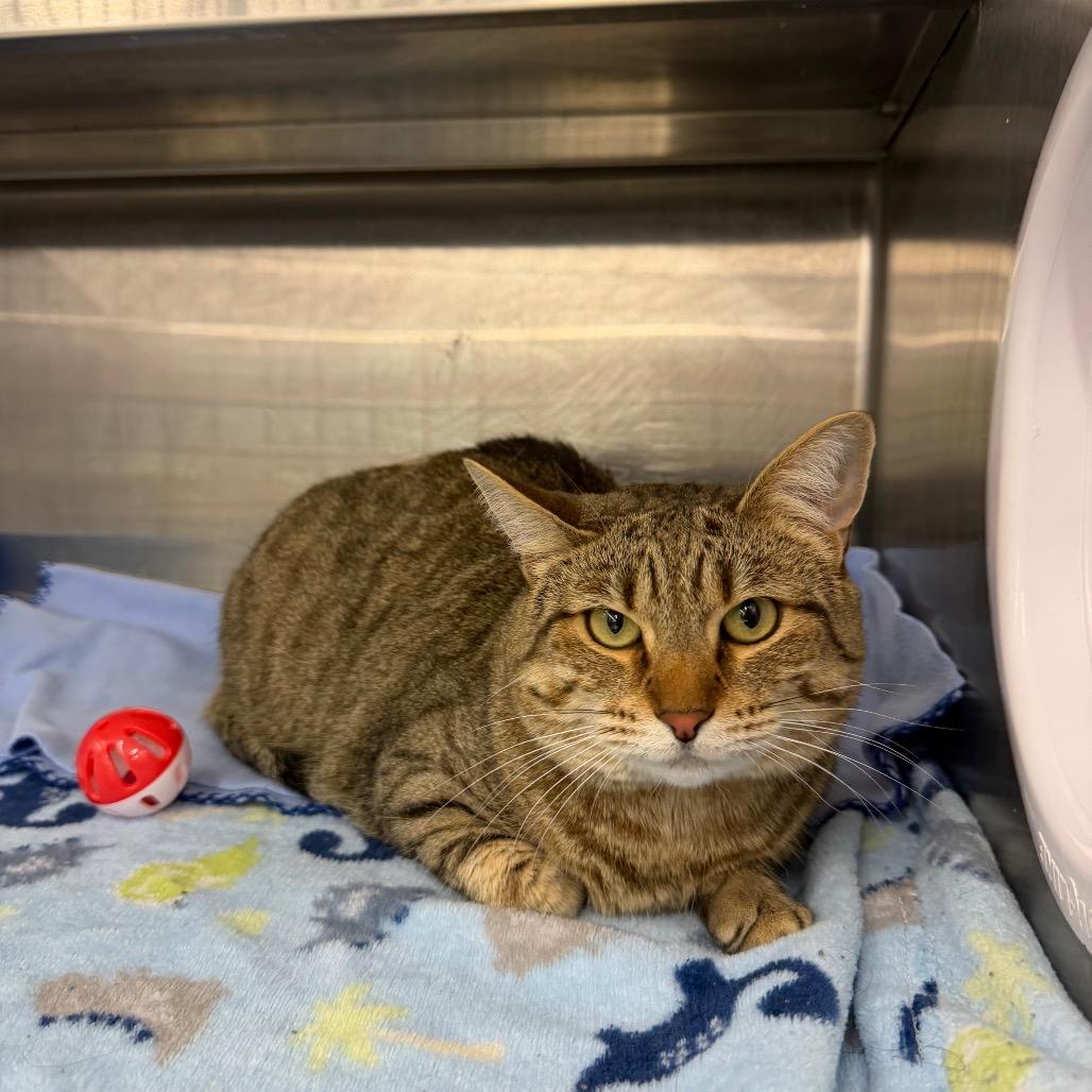 Daisy, a Adoptable Domestic Short Hair in Hamburg, NY image 2/2