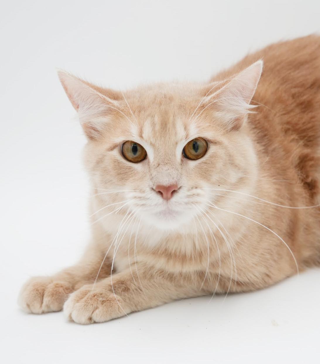 Scooter is a sweetie sweetie sweetie! BONDED WITH SKIPPER! CURLY BOB TAIL!! So cute!!, Adoptable, Young Male Maine Coon & Tabby.