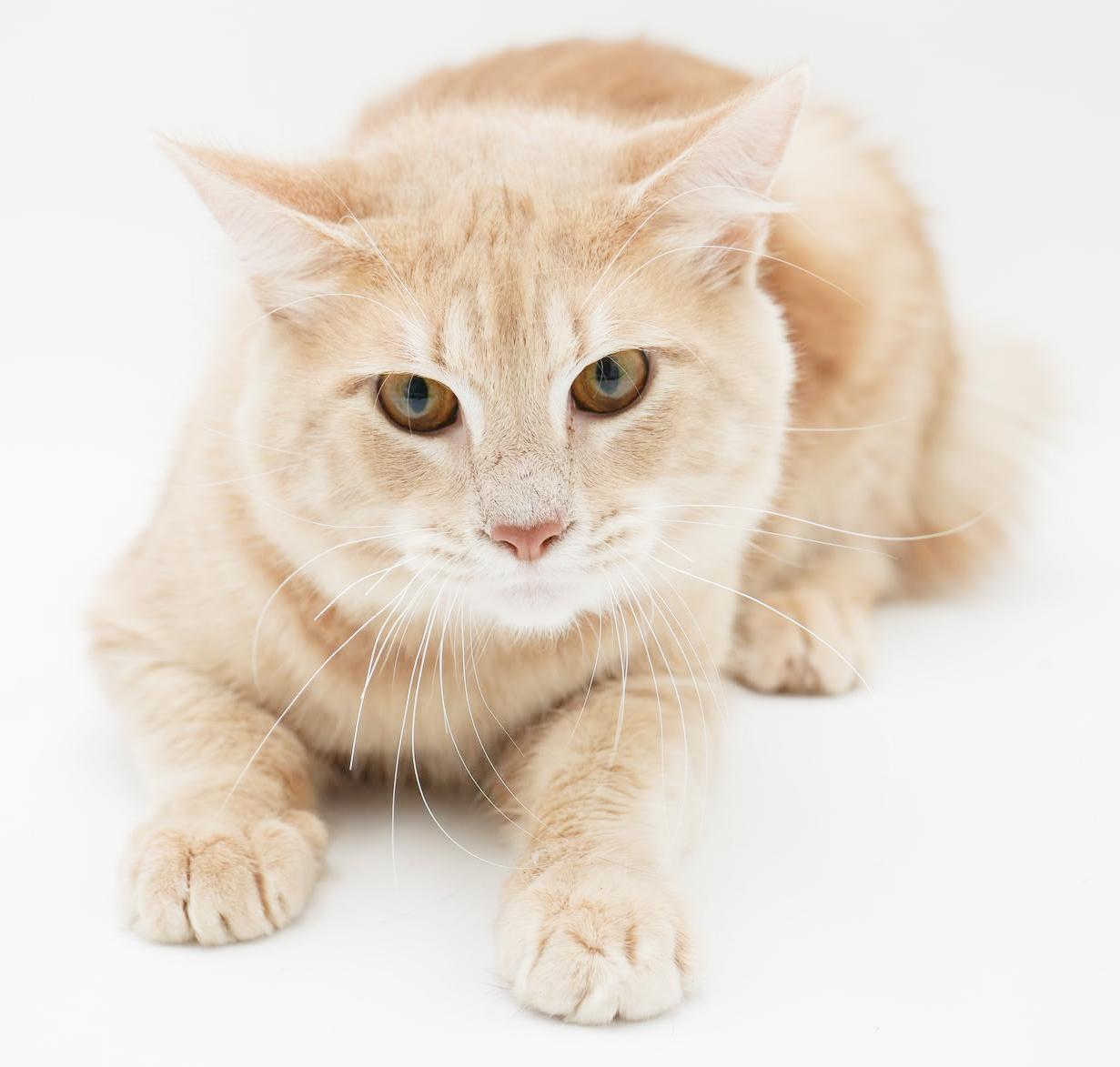 Enlarge Scooter is a sweetie sweetie sweetie! BONDED WITH SKIPPER! CURLY BOB TAIL!! So cute!!, a Adoptable mixed breed in Bedford Hills, NY image 4/6