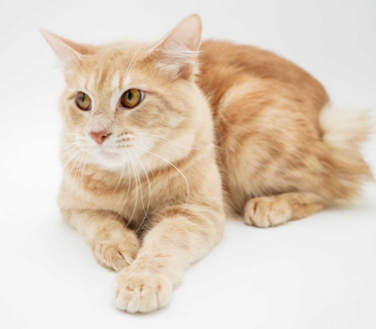 Enlarge Scooter is a sweetie sweetie sweetie! BONDED WITH SKIPPER! CURLY BOB TAIL!! So cute!!, a Adoptable mixed breed in Bedford Hills, NY image 3/6