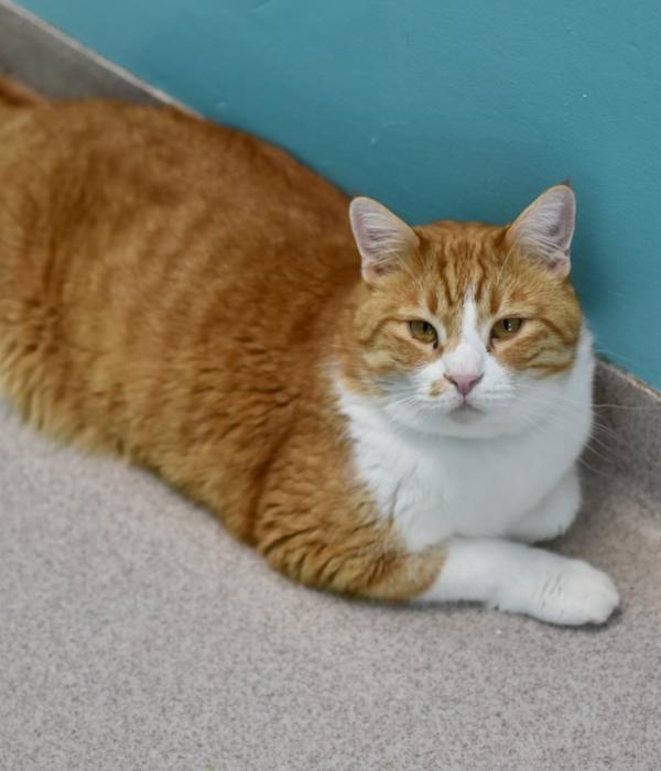 Darwin, a Adoptable Domestic Short Hair in Marietta, GA image 1/5