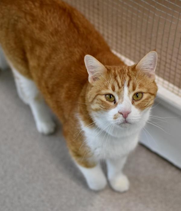 Darwin, a Adoptable Domestic Short Hair in Marietta, GA image 2/5