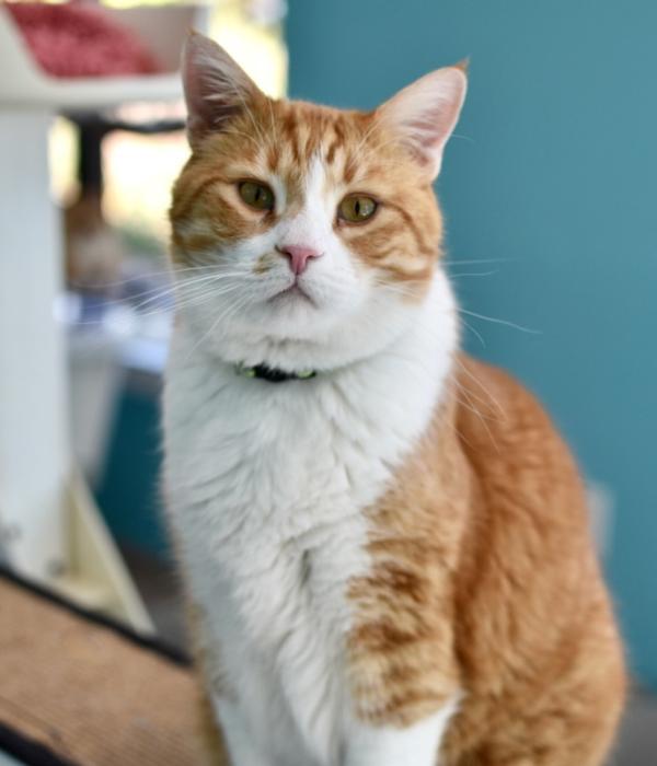 Darwin, a Adoptable Domestic Short Hair in Marietta, GA image 3/5