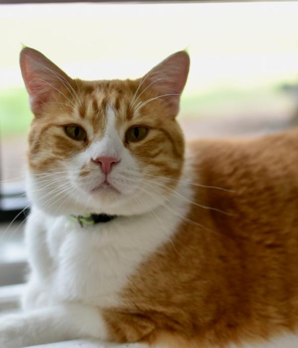 Darwin, a Adoptable Domestic Short Hair in Marietta, GA image 4/5