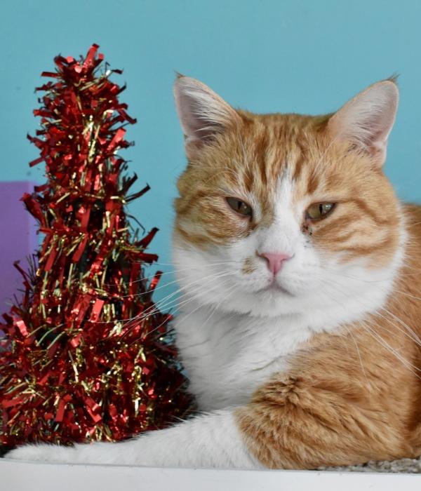 Darwin, a Adoptable Domestic Short Hair in Marietta, GA image 5/5