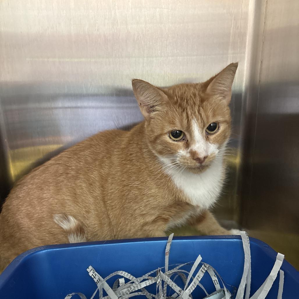 Donna, Adoptable, Adult Female Domestic Short Hair.