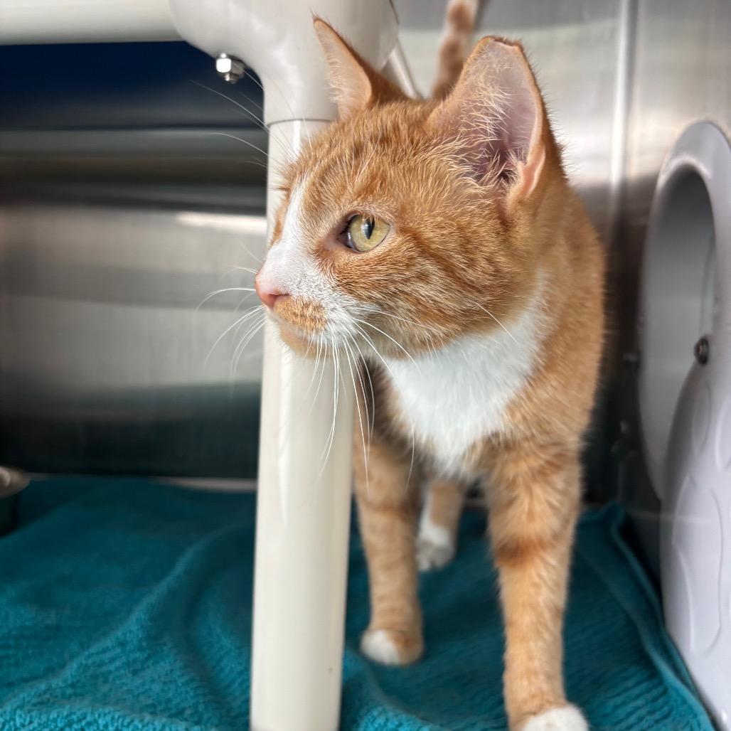 Donna, a Adoptable Domestic Short Hair in Philadelphia, PA image 2/4