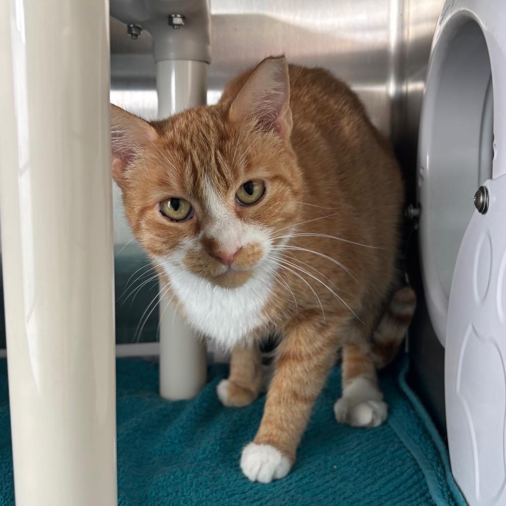 Donna, a Adoptable Domestic Short Hair in Philadelphia, PA image 3/4
