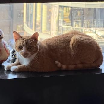 Enlarge Donna, a Adoptable Domestic Short Hair in Philadelphia, PA image 3/6
