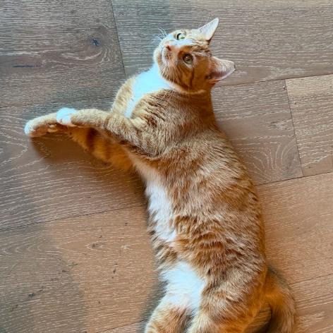 Enlarge Donna, a Adoptable Domestic Short Hair in Philadelphia, PA image 4/6