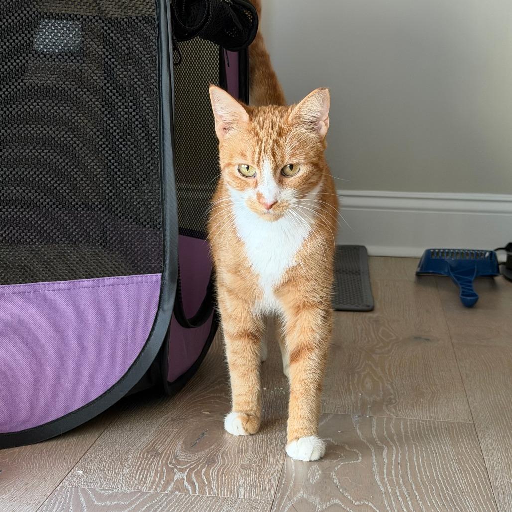 Enlarge Donna, a Adoptable Domestic Short Hair in Philadelphia, PA image 5/6