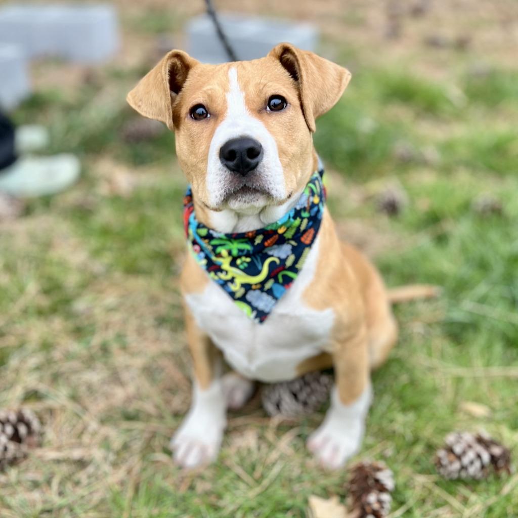 Enlarge Gus, a Adoptable mixed breed in Ellijay, GA image 1/1