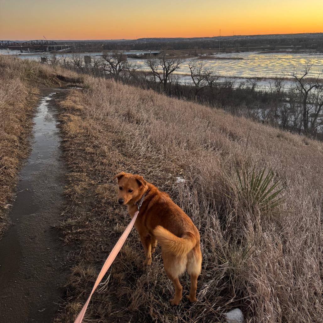Enlarge Marley, a Adoptable Mixed Breed in Bismarck, ND image 1/6