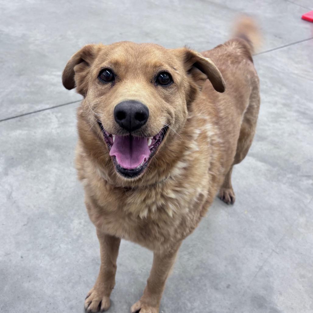 Enlarge Marley, a Adoptable Mixed Breed in Bismarck, ND image 2/6