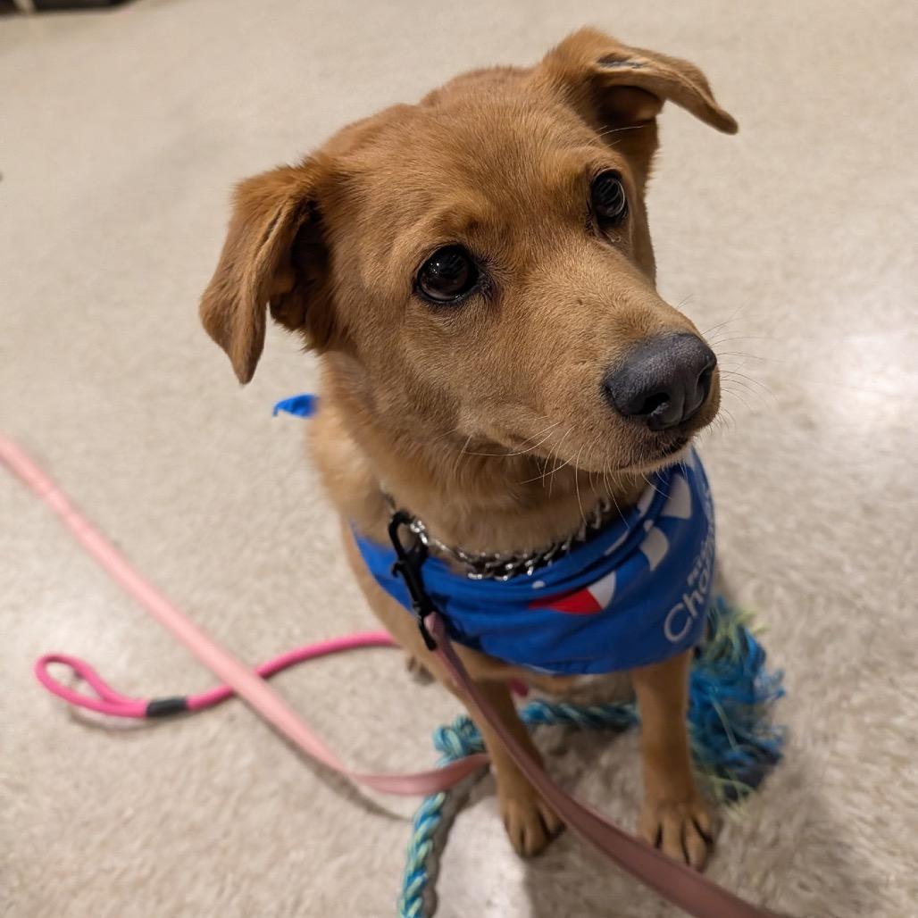 Enlarge Marley, a Adoptable Mixed Breed in Bismarck, ND image 3/6