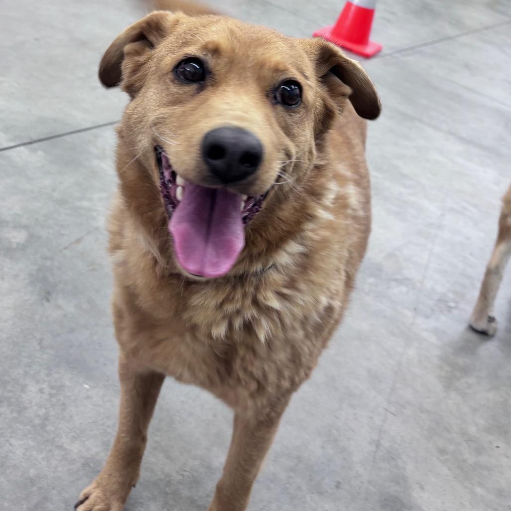 Enlarge Marley, a Adoptable Mixed Breed in Bismarck, ND image 4/6