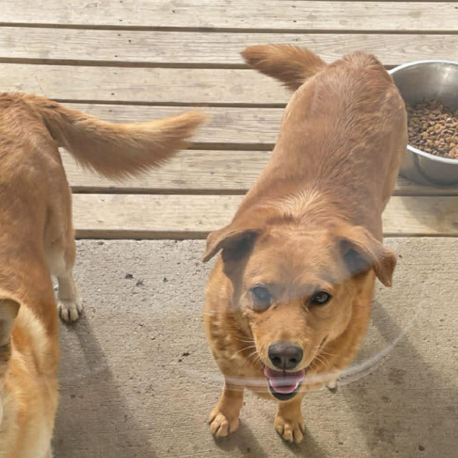 Enlarge Marley, a Adoptable Mixed Breed in Bismarck, ND image 5/6