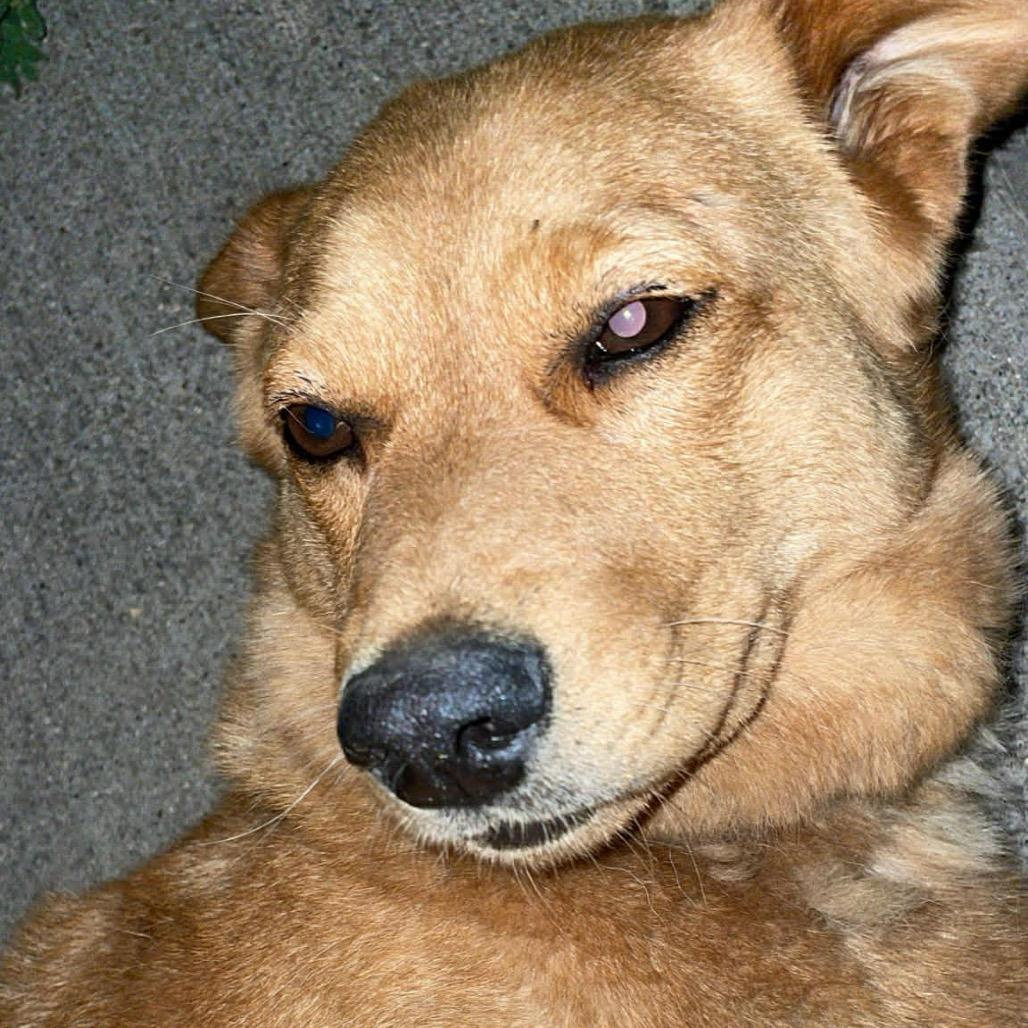 Enlarge Marley, a Adoptable Mixed Breed in Bismarck, ND image 6/6