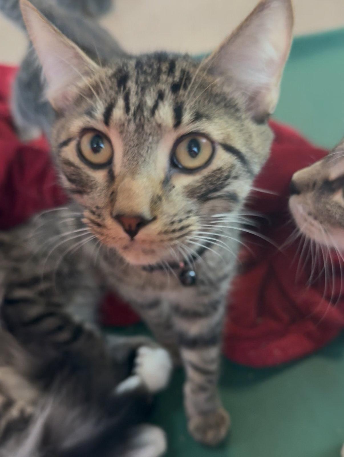 Enlarge Gnocchi, a Adopted Domestic Short Hair in Sanford, FL image 1/3