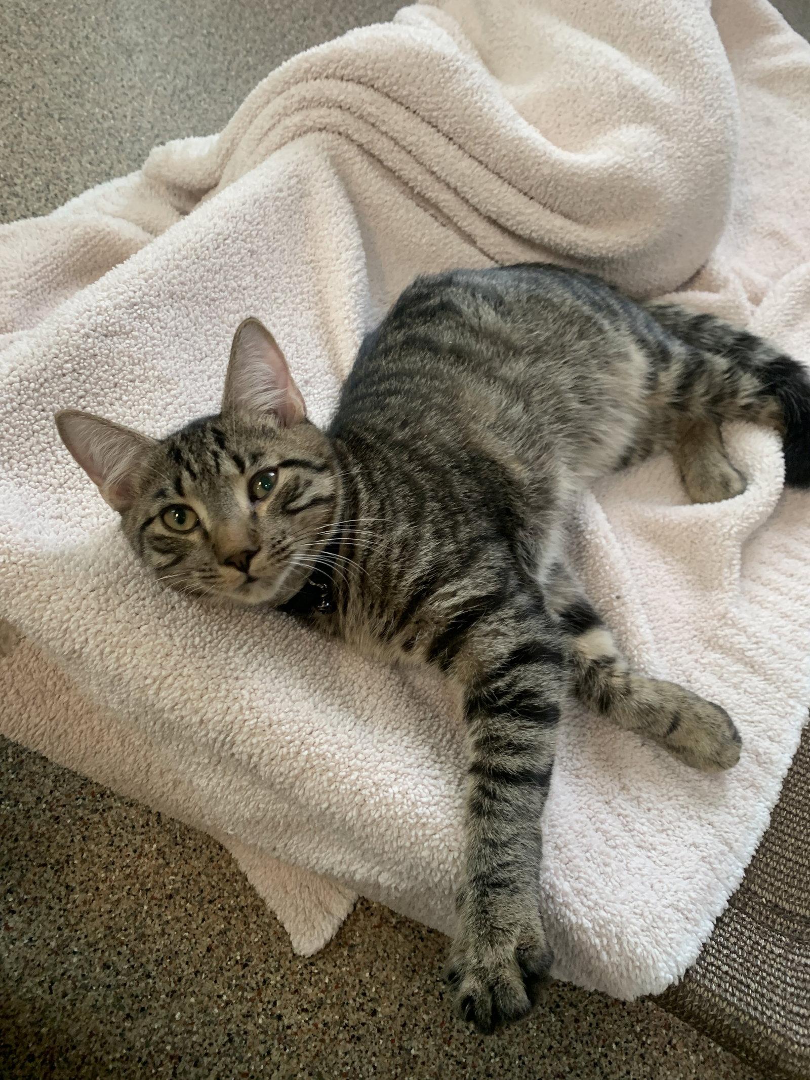 Enlarge Gnocchi, a Adopted Domestic Short Hair in Sanford, FL image 3/3