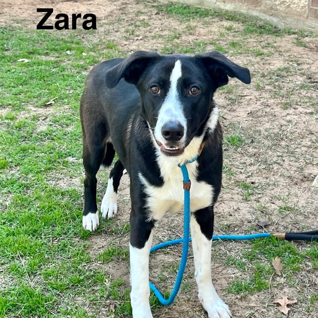Zara, Adoptable, Adult Female Border Collie.