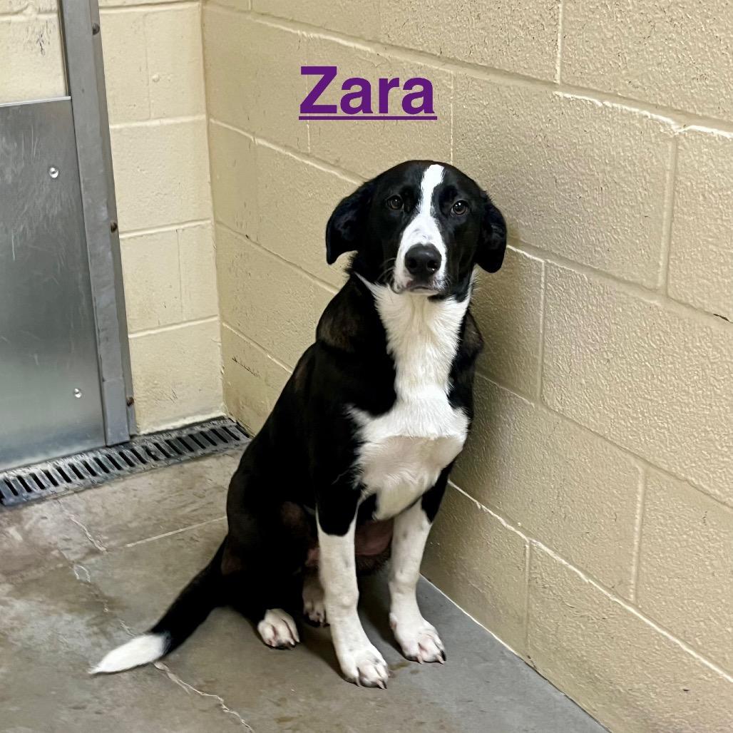 Zara, a Adoptable Border Collie in Palestine, TX image 2/3