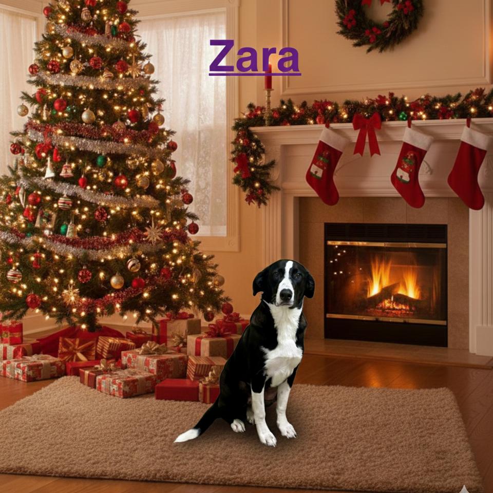 Zara, a Adoptable Border Collie in Palestine, TX image 3/3