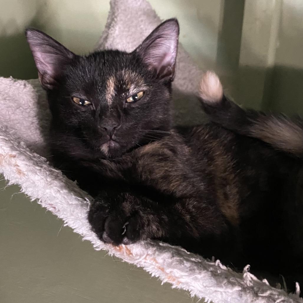 Kayli, Adoptable, Kitten Female Domestic Short Hair.