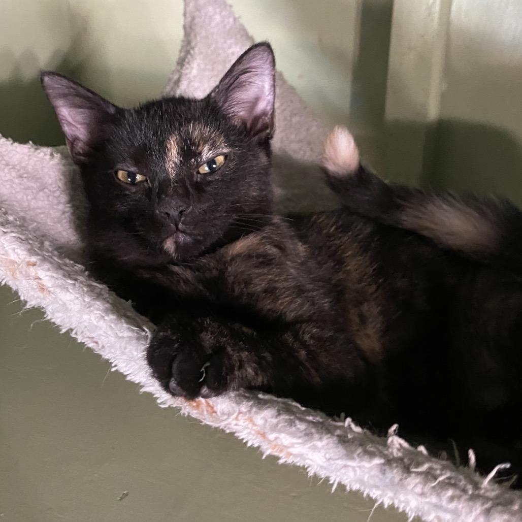 Enlarge Kayli, a Adoptable Domestic Short Hair in Denison, TX image 2/2
