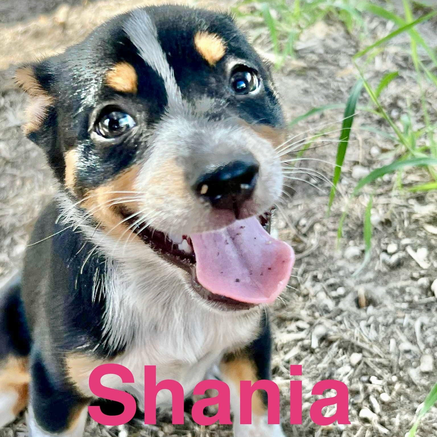 Shania