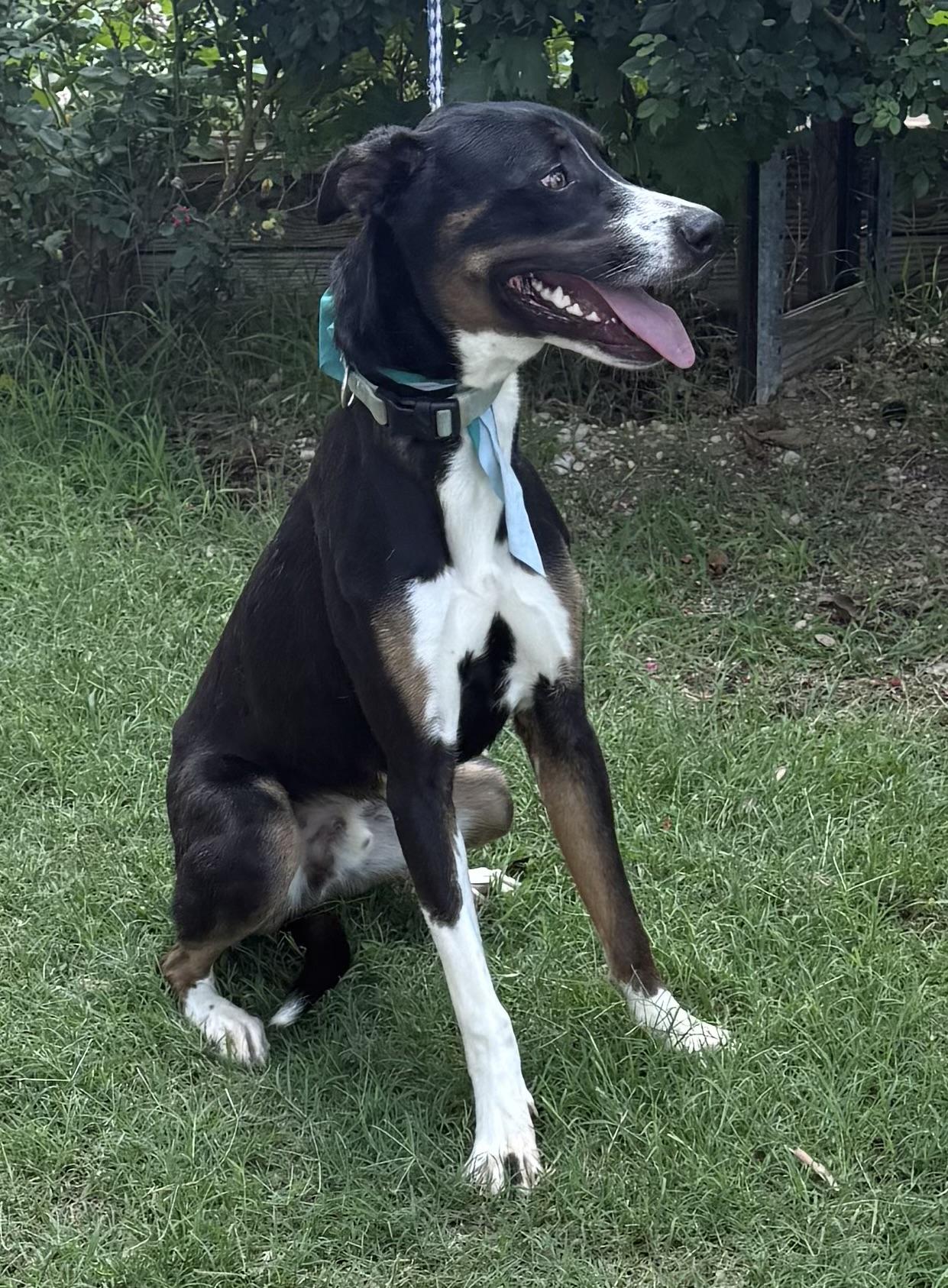 Enlarge Boots, a Adoptable mixed breed in Philadelphia, PA image 2/6