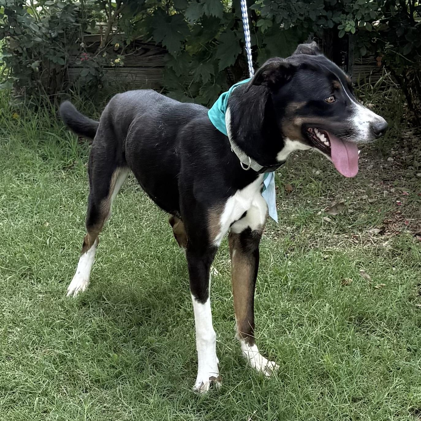 Enlarge Boots, a Adoptable mixed breed in Philadelphia, PA image 5/6