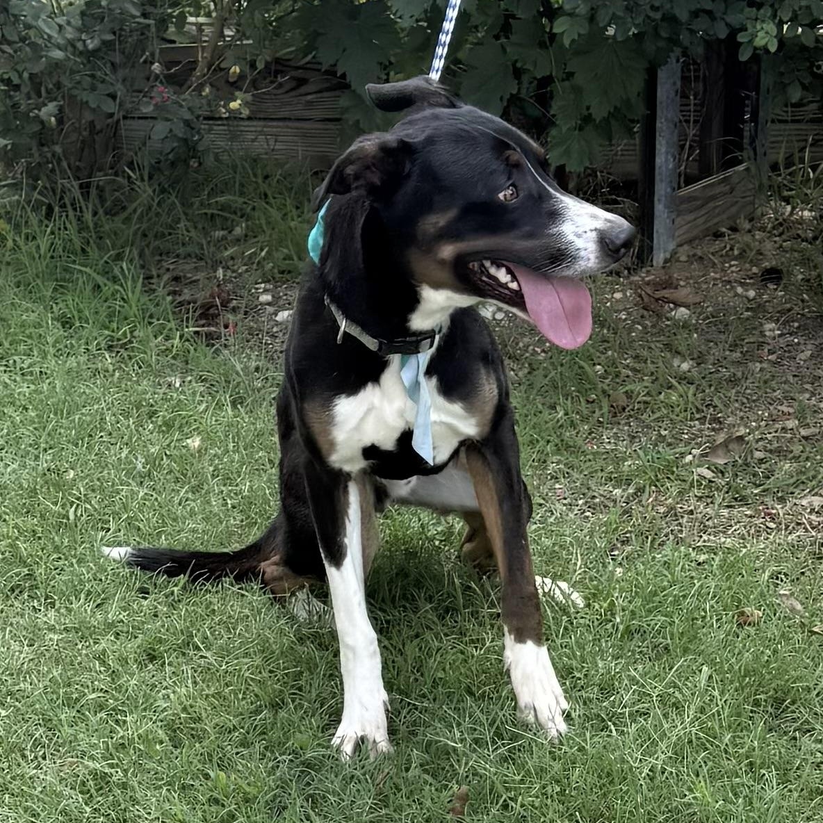 Enlarge Boots, a Adoptable mixed breed in Philadelphia, PA image 3/6