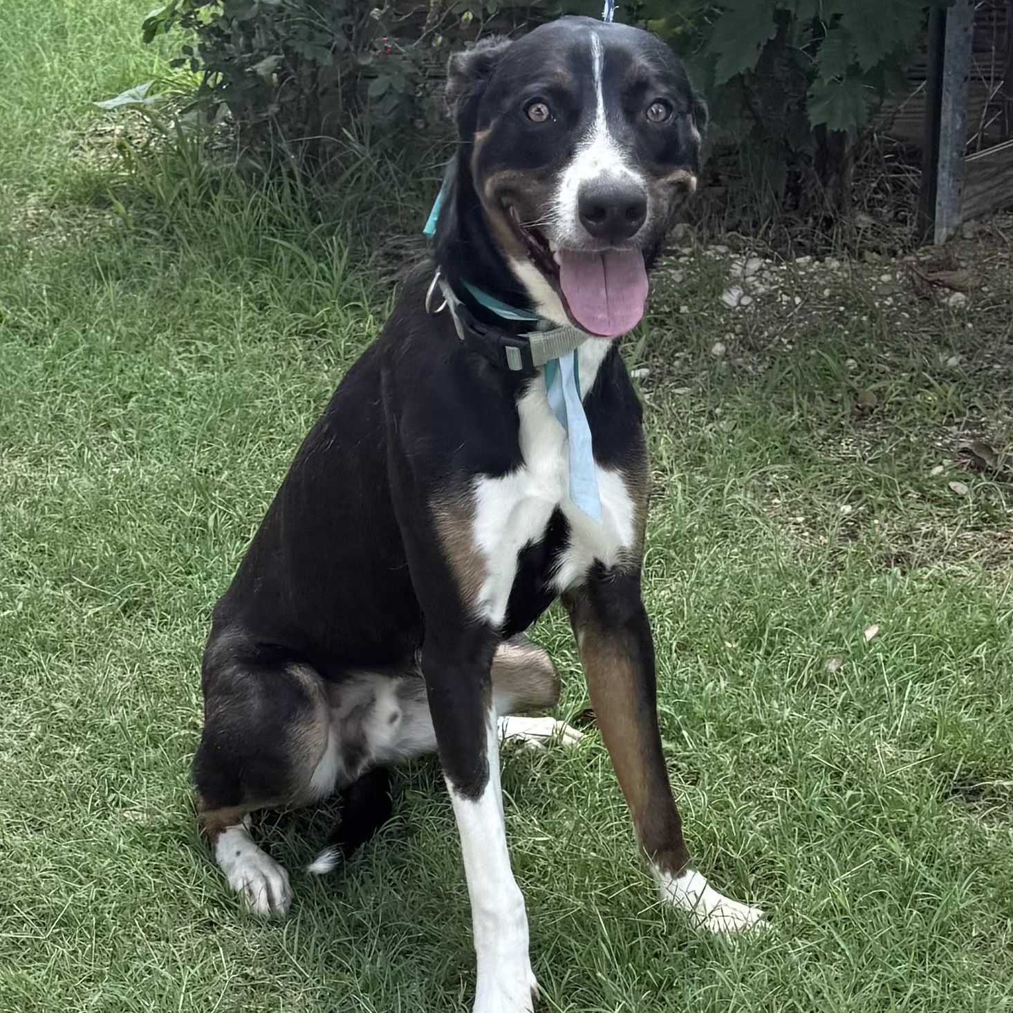 Enlarge Boots, a Adoptable mixed breed in Philadelphia, PA image 4/6