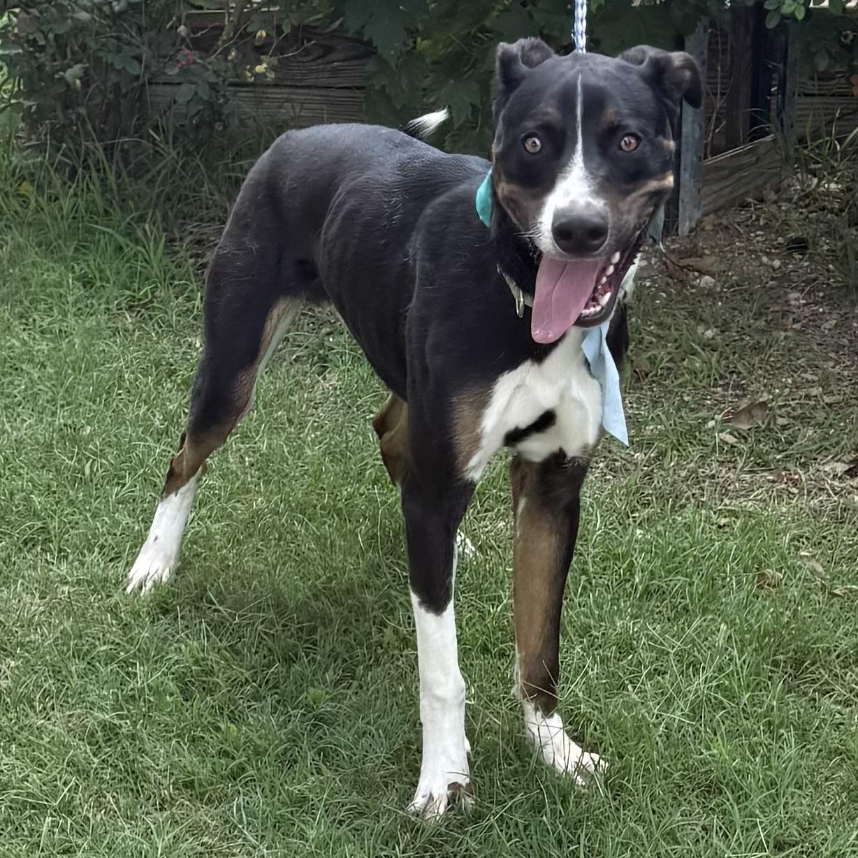 Enlarge Boots, a Adoptable mixed breed in Philadelphia, PA image 6/6