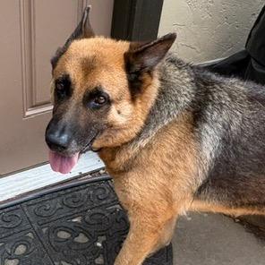 Enlarge Max, a Adoptable German Shepherd Dog in Tulsa, OK image 2/2
