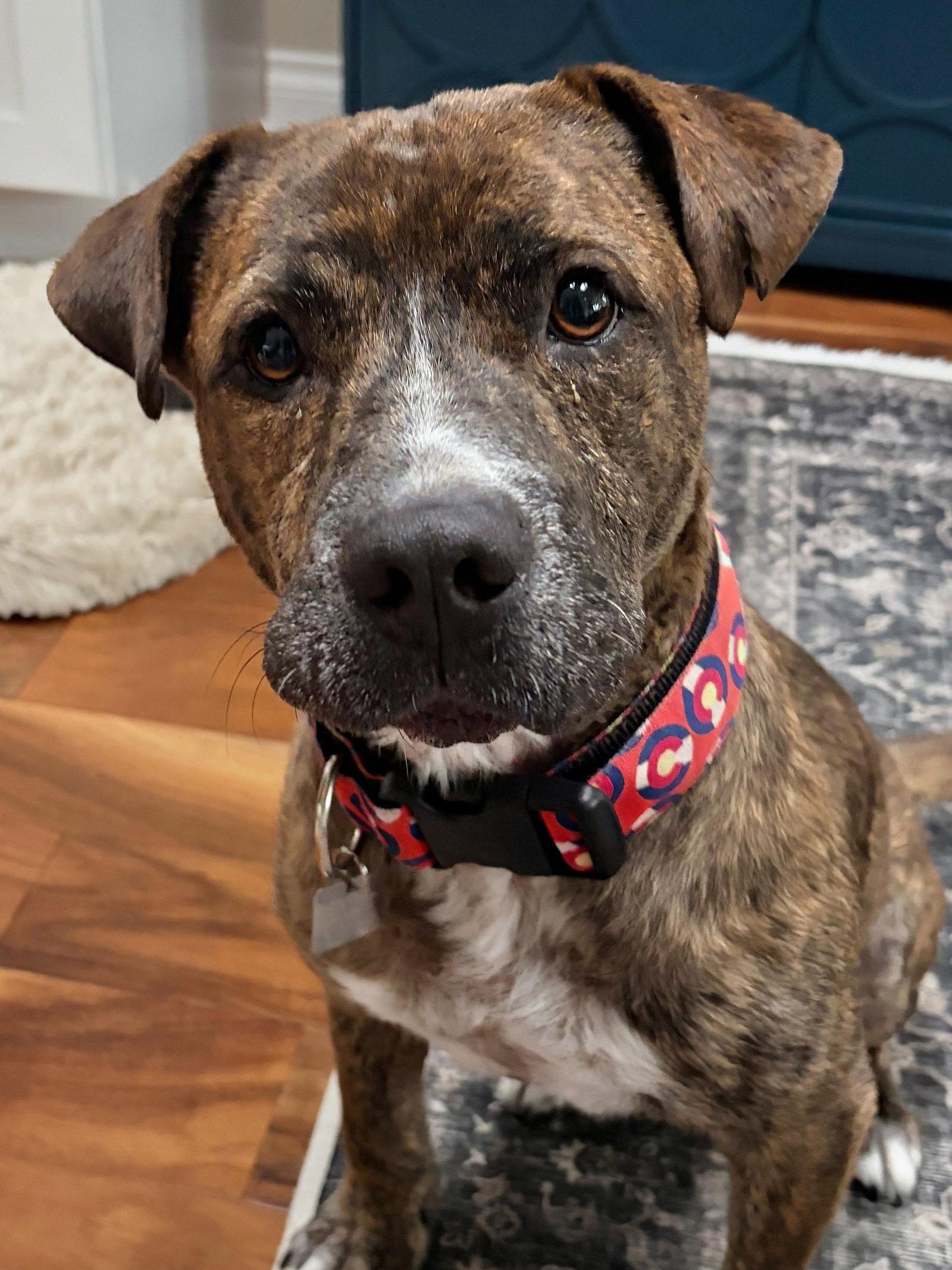 Dinamo, Adoptable, Adult Male American Staffordshire Terrier.